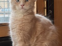 TÜRKİYEDE İLK RENKLİ GÖZLÜ DEV MAİNE COON KEDİLER