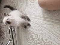 RAGDOLL DİŞİ YAVRUMUZ YENİ YUVASINI ARIYOR