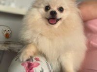 Yavru Dişi Pomeranian Beyaz Bursa