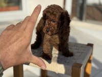 Petmode köpek çiftliğinden tea cup kore poodle 
