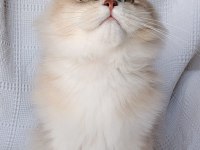 Show Kalite Erkek British Longhair