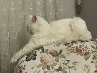 BRİTİSH KEDİM İÇİN EŞ ARANIYOR
