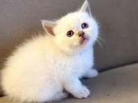 British Shorthair Yavrularımız