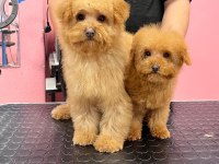 Red-Apricot Poodle Yavrular