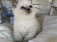 Üst kalite top kafa erkek british shorthair yavrumuz