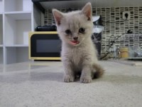 British Shorthair Anne Altından 2 Aylık Safkan Yavrular