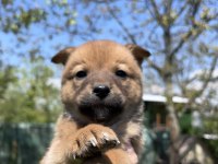 Akita yavruları