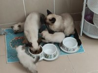 Acil satılıktır siyam 7aylık