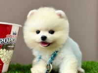 Sevimli Pomeranian Boo Yavrularımız