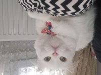 British longhair 3 yaşında