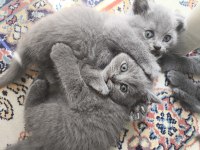 2 Aylık Yavru Blue Point Ve British