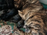 Safkan Amerikan Tiger Presa Canario