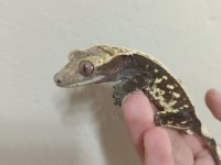 Satılık yetişkin damızlık Crested geco