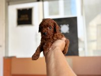 Anne toy baba kore en koyu red brown poodle bebişler
