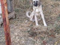 5 aylık kalite kangal yavru