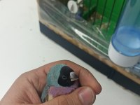 Bilezikli goldian finch mavi hazır takım