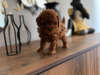 Toy poodle köpeğimiz