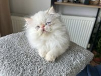 İran Persian ( SHOW KALİTE )