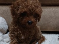 Toy Poodle Yavru Dişi
