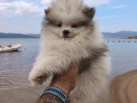 POMERANİAN BOO YAVRULARI