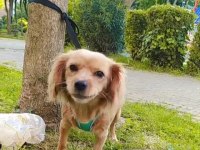 Ücretsiz sahiplendirmek istanbul içi cavalier king charles
