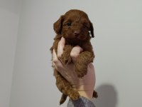 Maltipoo yavrularımız