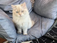 MAVİŞ GÖZLÜ LONGHAİR OĞLUMUZ BRİTİSH LONGHAİR