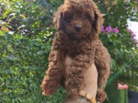 Toy poodle yavrular