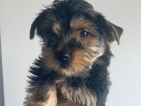 Safkan erkek yorkshire terrier