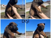 Kalitenin adresi kaliteli malinois yavrular