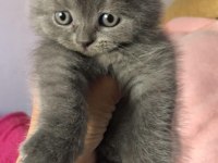 Son yavrularım british longhair