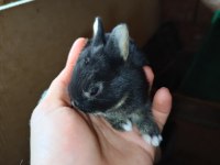 Netherland dwarf cüce tavşanlarımız mevcuttur