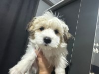 Morkie yavrum 2 buçuk aylık