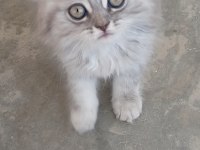 Kedi 2 aylık british shorthair mama yiyor