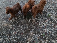 Kore toy poodle