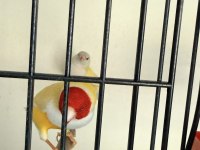 1 Çift İspanyol Golden Finch