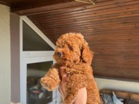 Toy Poodle Yavrum