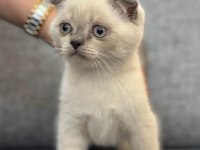 A kalite scottish fold yavrular