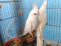 Erkek dişi albino sultan papağanı yavrulu takım