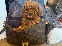 Aşılı Pasaportlu Toypoodle Yavrularımız