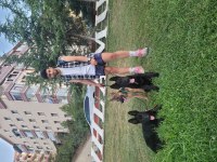 ALMAN ÇOBAN KÖPEĞİ YAVRULARI