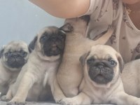 Dişi Erkek Pug Mops