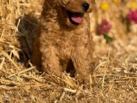 Toy Poodle Bebekler - Sun Kennels Üretim Çiftliği'nden
