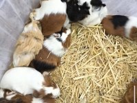 Ginepig Yavruları