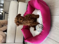 3 aylık Kore Toy Poodle oğlumuz yuvasını arıyor