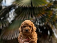 Redbrown Toypoodle 