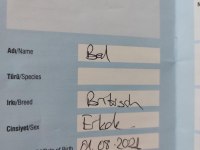British Longhair Ücretsiz