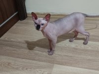 KEDİMİZİ ANKARADA İYİ BAKABİLCEK BİRİNE VERMEK İSTİYORUZ