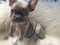 Oyuncu french bulldog yavrular