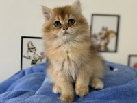 Ankarada ziyarete açık golden british longhair